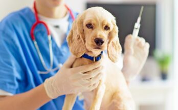 Companion Animal Veterinary Vaccines