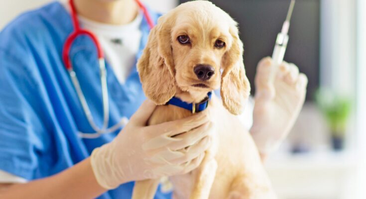 Companion Animal Veterinary Vaccines