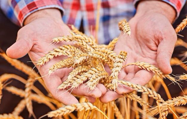 Grain Farming Market Size