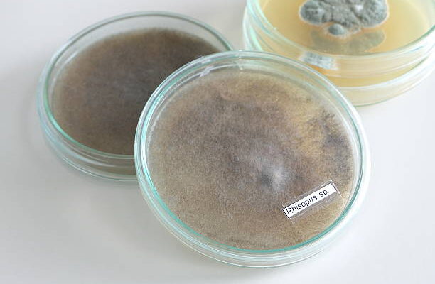 amphoteric surfactants market trends