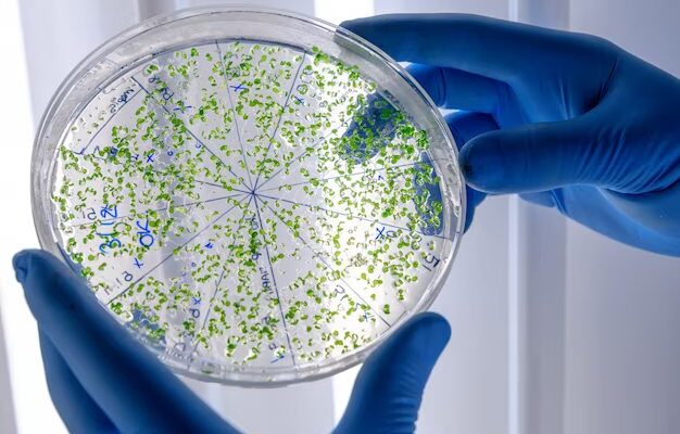 Global Cell Harvesting Market Outlook Through 2023-2032