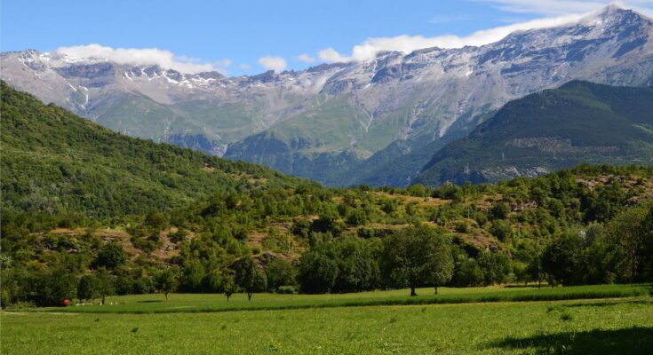 Green Manure Global Market