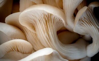 oyster mushroom cultivation market