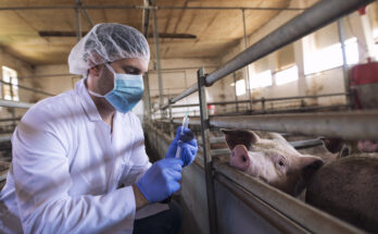 swine vaccines market