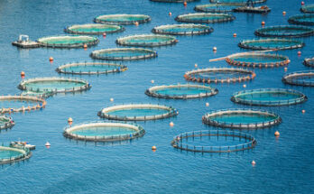 Aquaculture Market Size