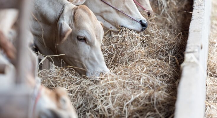 Feed Mycotoxin Binders And Modifiers