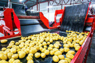 Potato Processing Market Forecast