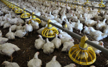 Poultry Keeping Machinery Market