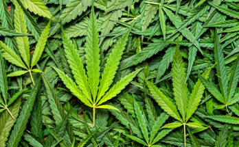 cannabis cultivation market