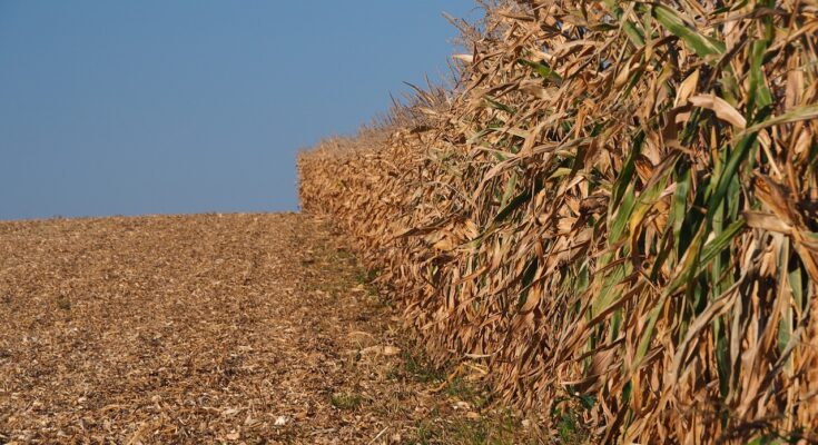 Forage Seeds Market