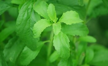 Stevia Market