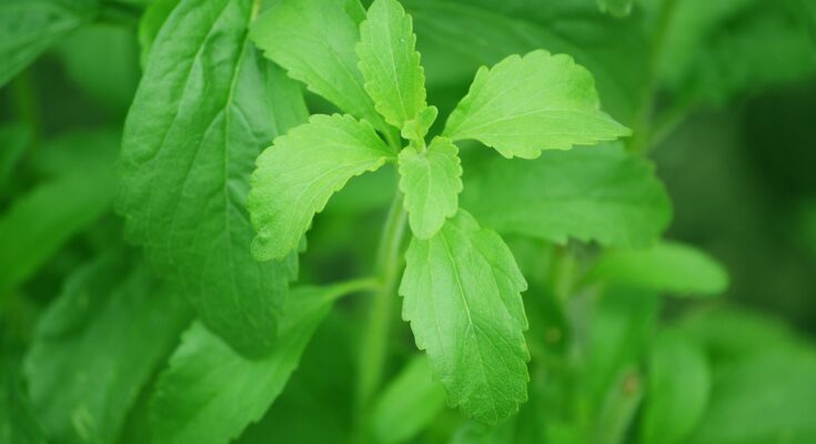 Stevia Market