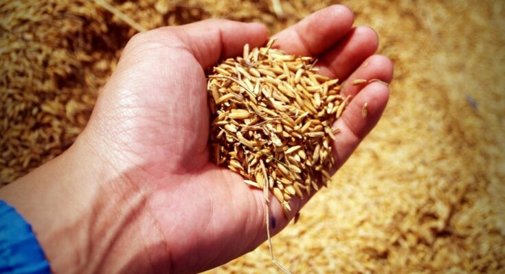 Malted Barley Market