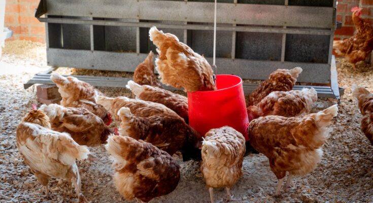 Poultry Feed Amino Acids Market