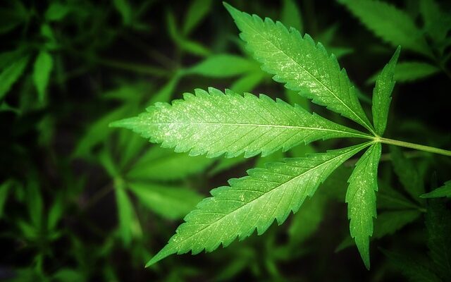 Cannabis Cultivation Market