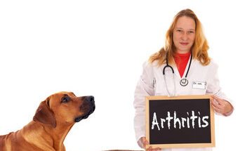 Companion Animal Arthritis Market Share