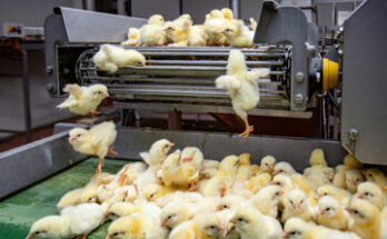 Poultry Keeping Machinery Market Size