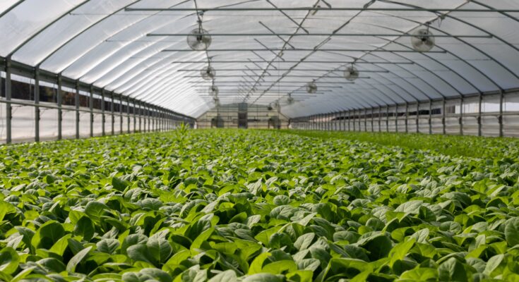 commercial greenhouse market
