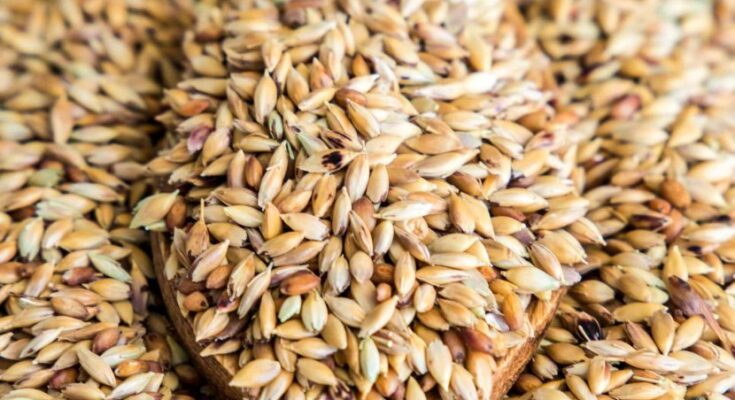 forage seeds market