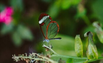 Biological Molluscicide Market