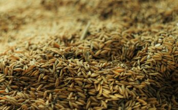 Rice Seeds Global Market