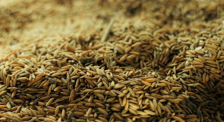 Rice Seeds Global Market