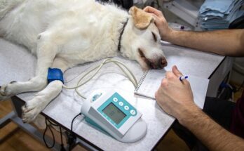 Pet Diabetes Care