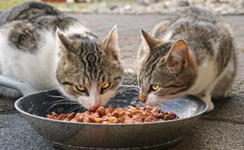 Cat Food Market