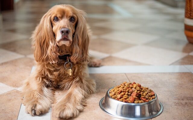 Dog And Cat Food Global Market