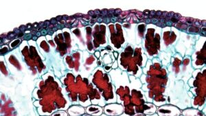 Cell Separation