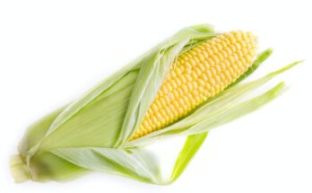 Corn Wet-Milling