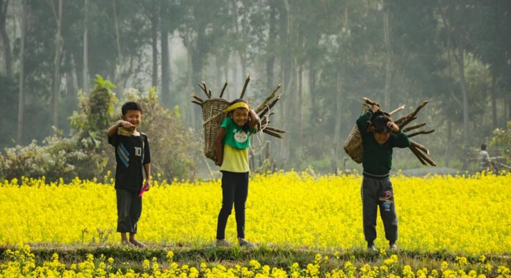 Rapeseed Oil Market