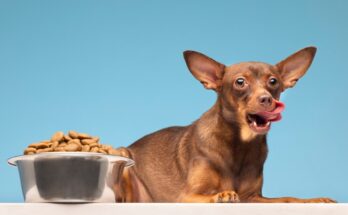 Dog Food Market Research Analysis
