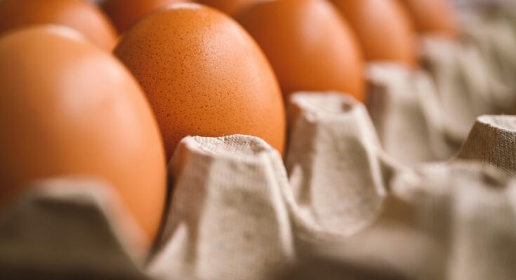 Egg Processing Market