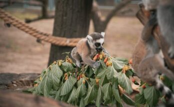 Small Mammal And Reptile Food Market