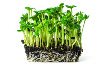 Microgreens Market