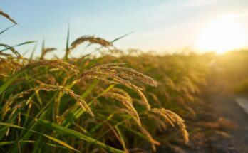 Paddy Rice Market Growth