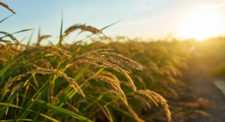 Paddy Rice Market Growth