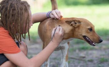 Veterinary Pain Management