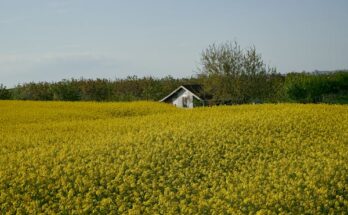 Agriculture IoT