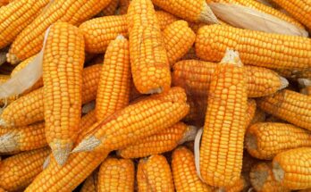 Corn Wet-Milling Global Market Report