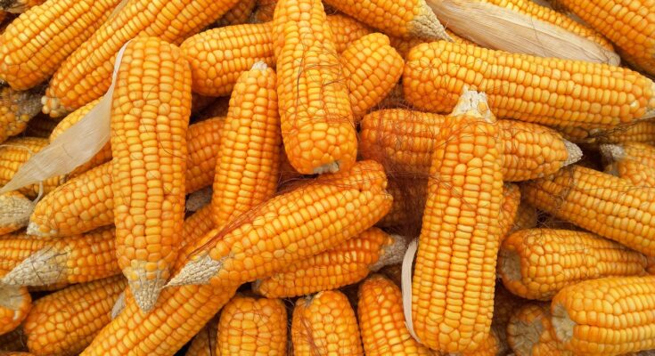 Corn Wet-Milling Global Market Report