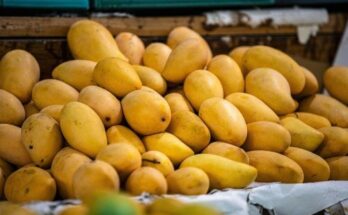 Mango Growth Factors Market Report 2024, In-Depth Analysis To 2033