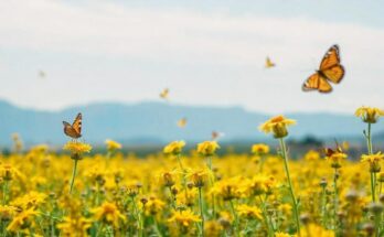 Organic Oilseed