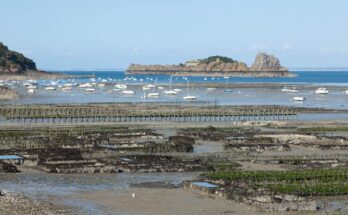 Seaweed Cultivation