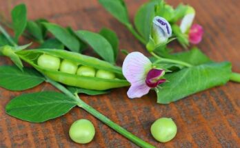 Textured Pea Protein Market Report 2024 - Share And Growth Opportunities