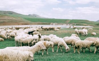 Algae-Based Animal Feed And Ingredients