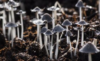 Mycelium