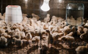 Poultry Feed Mycotoxin Binders And Modifiers