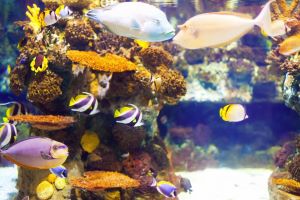 Reef Aquarium Market Growth